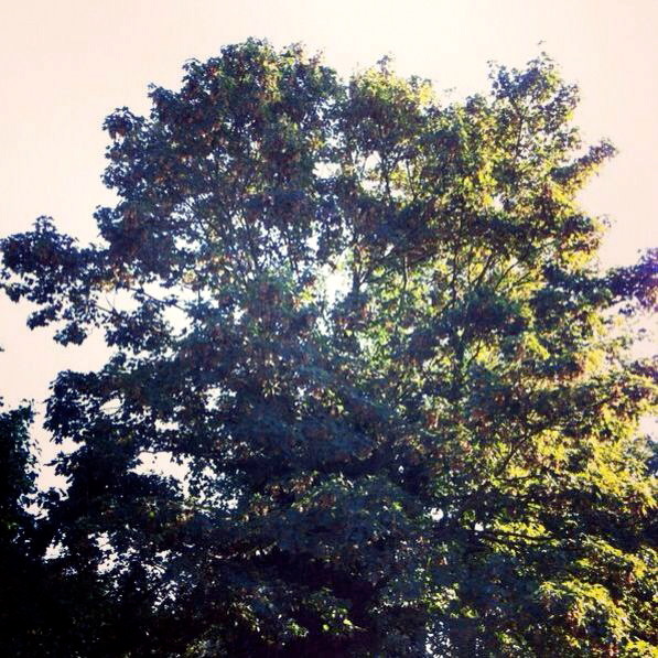 Large tree, in leaf, full of sunlight